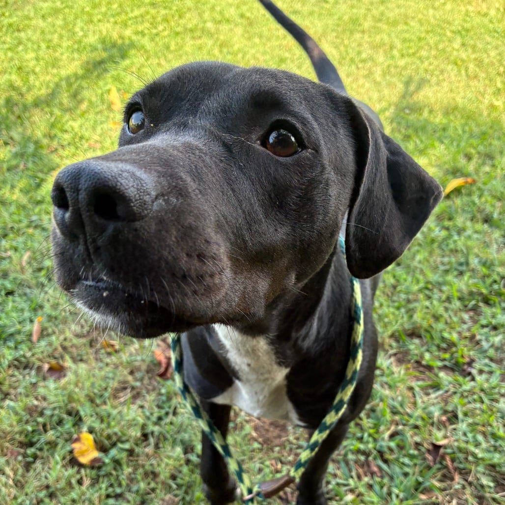 Photo of Missy, adoptable Mixed Breed (Medium) in Chattanooga, Tennessee