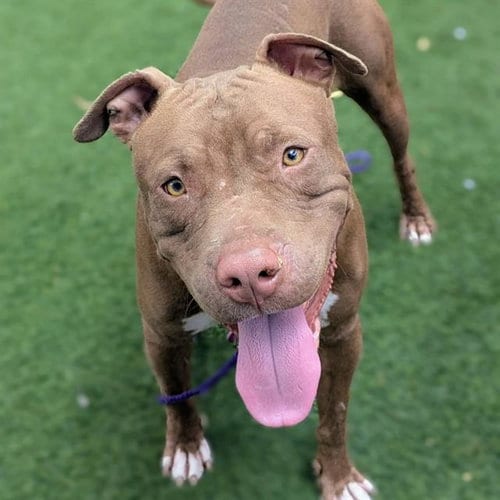 Photo of Twix, adoptable Pit Bull Terrier in Las Vegas, Nevada