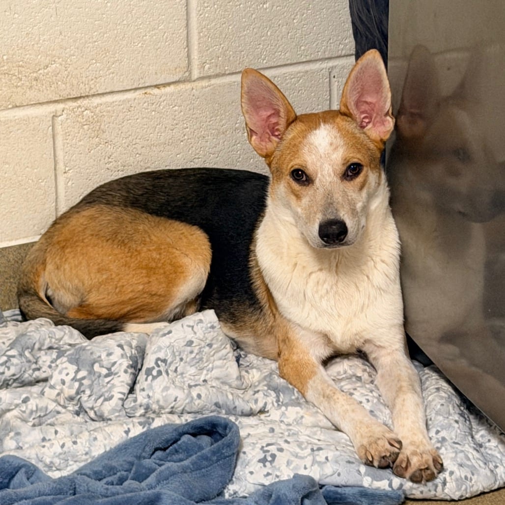 Photo of Andi, adoptable Cattle Dog, Australian (Red Heeler) / Corgi, Cardigan Welsh in Columbus, Georgia