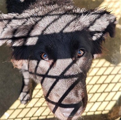 Photo of Samuel, adoptable German Shepherd Dog in Los Angeles, California
