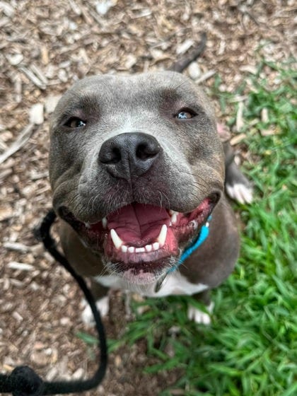 Photo of Highlight, adoptable dog in Baltimore, Maryland