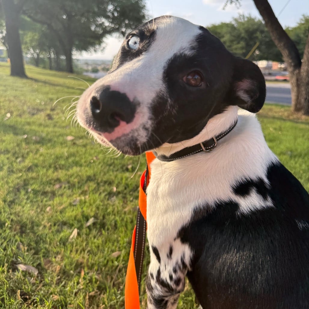 Photo of Missy, adoptable Catahoula Leopard Dog / Mix in San Antonio, Texas