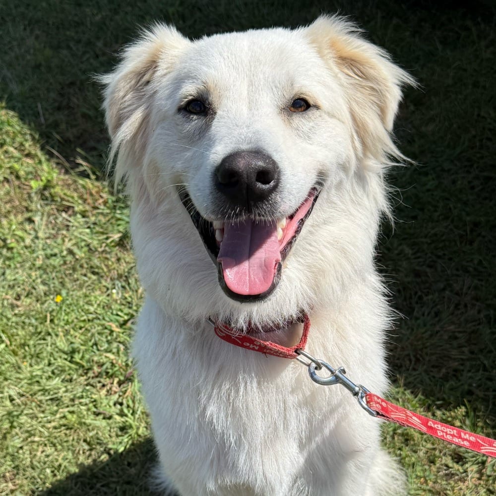 Photo of Riley, adoptable Mixed Breed in Bloomfield, Connecticut