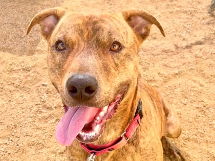 Photo of Rusty, adoptable dog in Georgetown, Texas