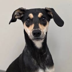 Photo of Tomahawk, adoptable Hound (Unknown Type) Mixed Breed (Medium) in Chatham, Virginia
