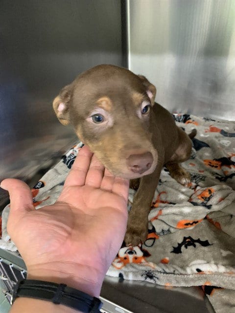 Photo of Mike D, adoptable American Staffordshire Terrier in Grand Prairie, Texas