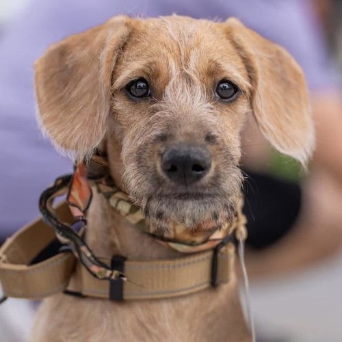 Photo of Surf Pup - Choppy, adoptable Spaniel in San Diego, California