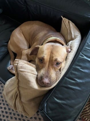 Photo of Sushi Williams, adoptable dog in Atlanta, Georgia