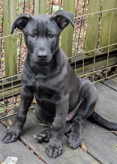 Photo of Bear, adoptable Border Collie in West Des Moines, Iowa