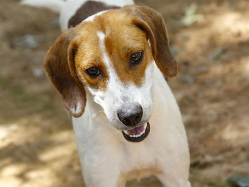 Photo of Kacey, adoptable Treeing Walker Coonhound in Tallahassee, Florida
