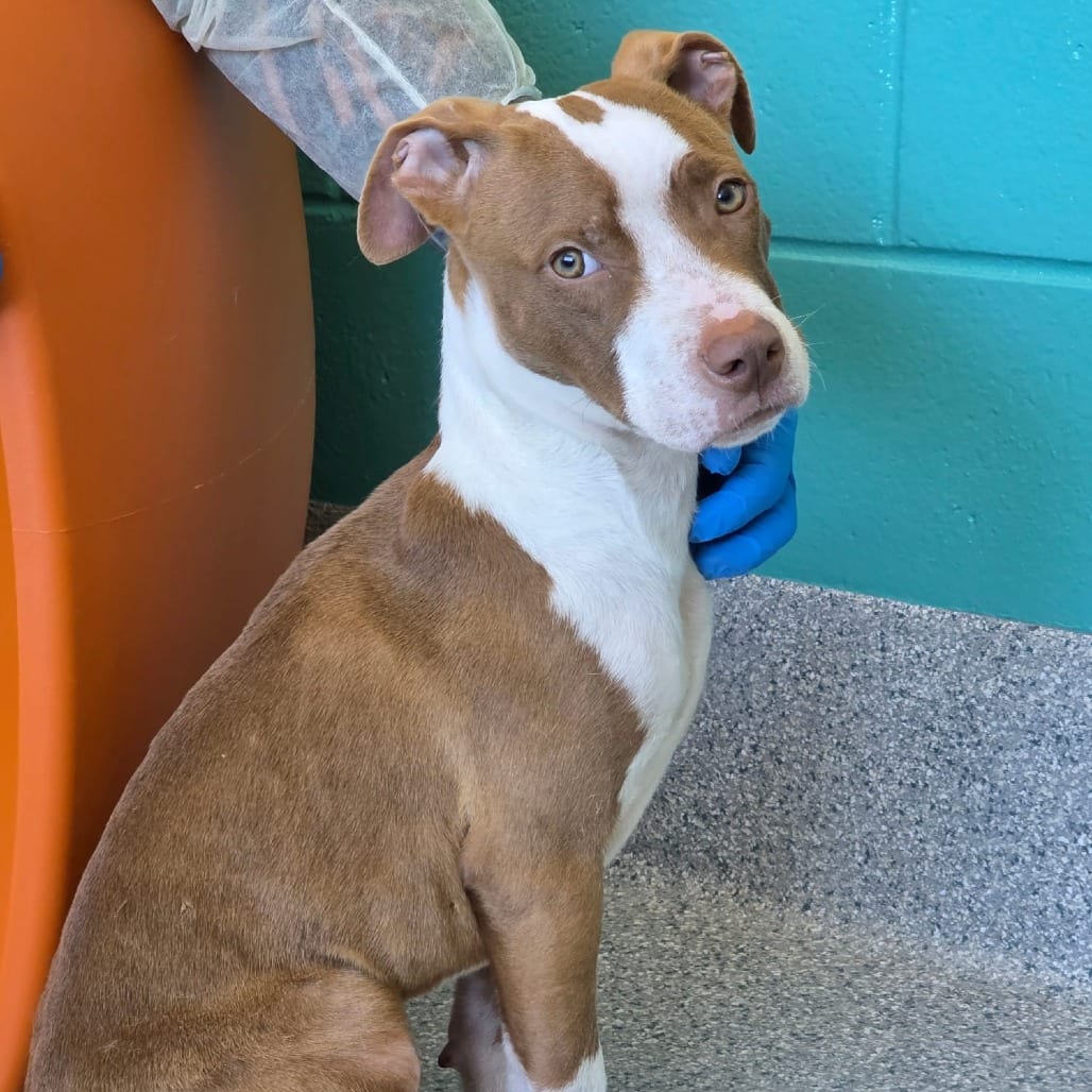Photo of Beasley, adoptable Terrier, Pit Bull in Spartanburg, South Carolina
