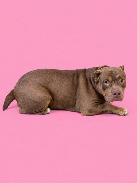 Photo of Rebecca, adoptable American Bulldog in Miami, Florida