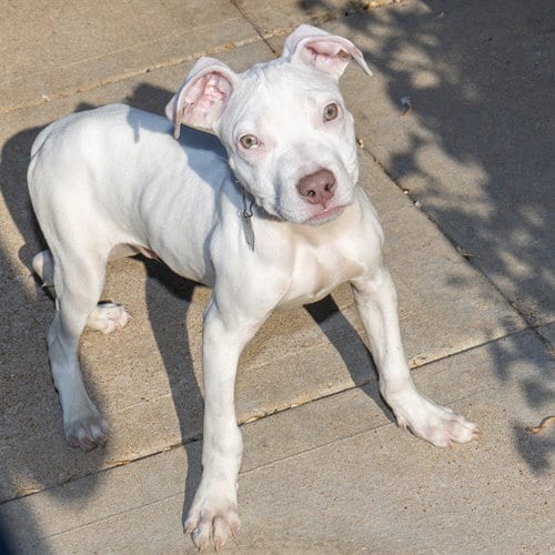Photo of Smeagol, adoptable Pit Bull Terrier in St Louis, Missouri