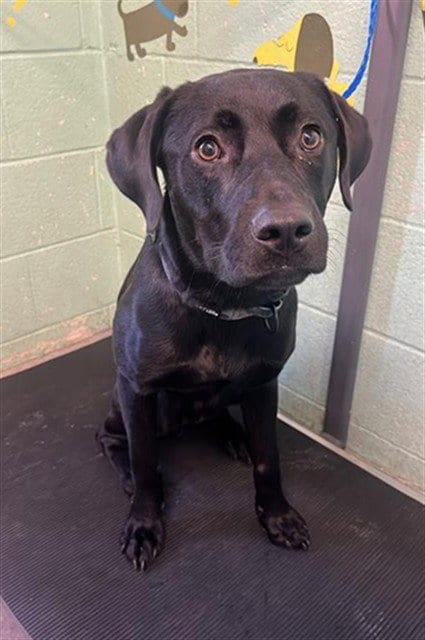 Photo of Carl, adoptable Labrador Retriever in Sacramento, California