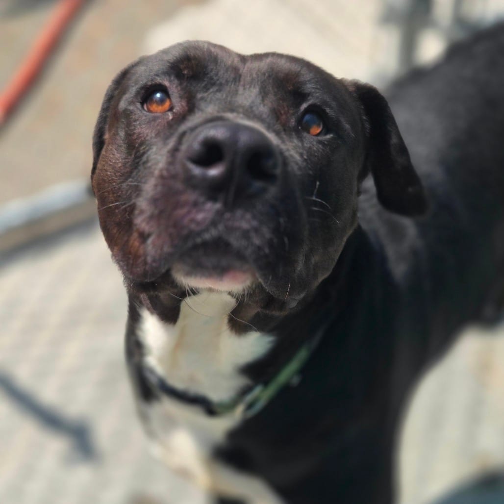 Photo of Frosty the snowdog, adoptable Mixed Breed (Large) in Winfield, West Virginia