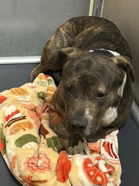 Photo of Bobby, adoptable Pit Bull Terrier in Martinez, California