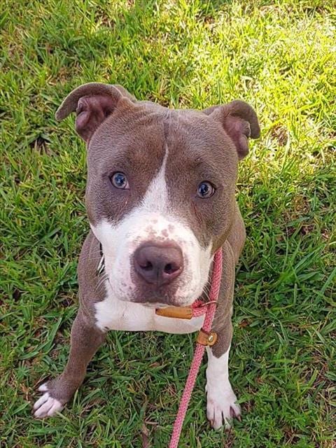 Photo of Jamie, adoptable American Staffordshire Terrier in Fort Lauderdale, Florida