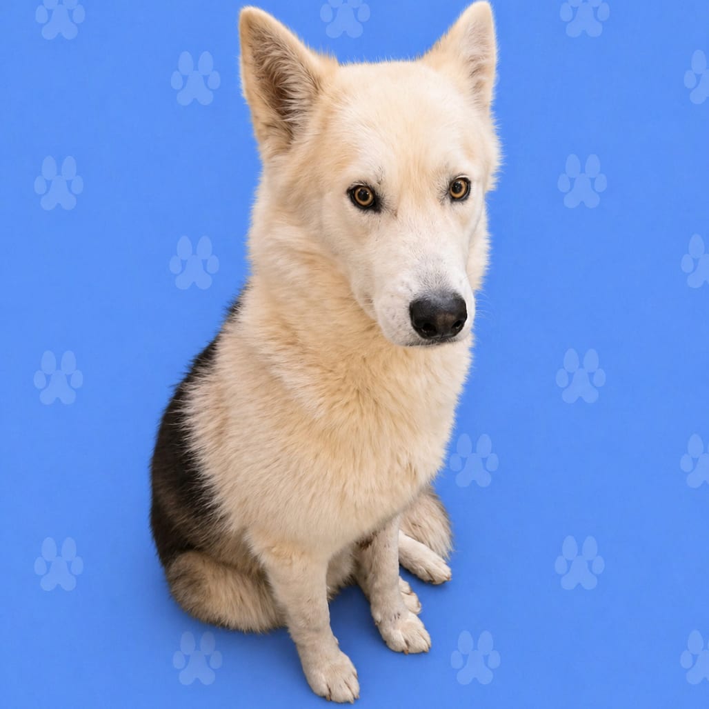 Photo of Warrior, adoptable Mixed Breed (Medium)