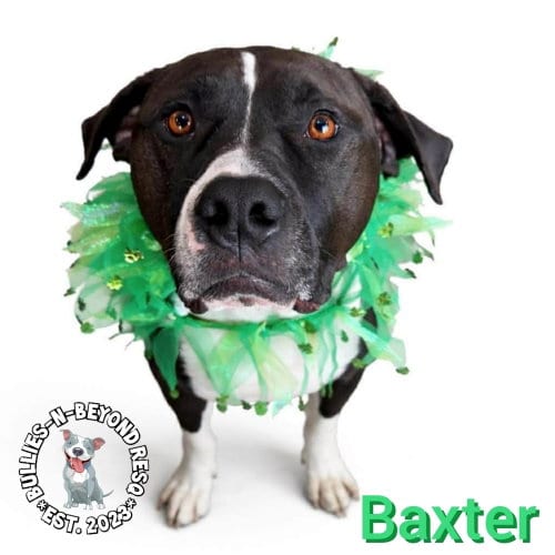 Photo of Baxter, adoptable Bulldog in Omaha, Nebraska