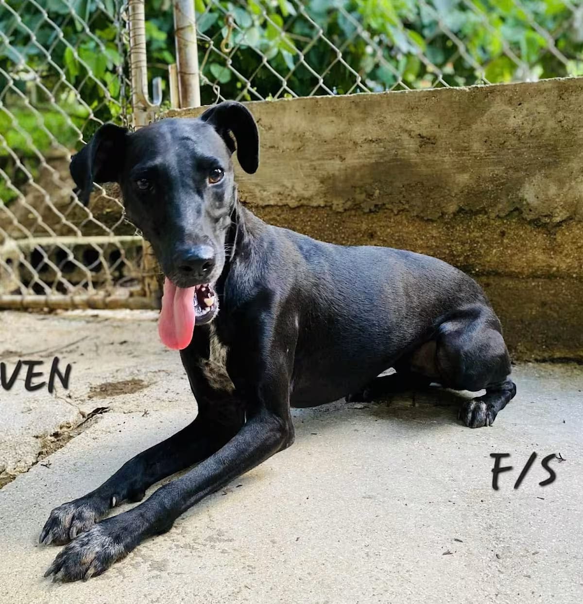 Photo of Raven, adoptable Labrador Retriever in Milford, New Hampshire