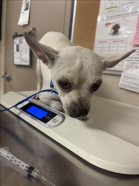 Photo of A433484, adoptable Chihuahua in Conroe, Texas