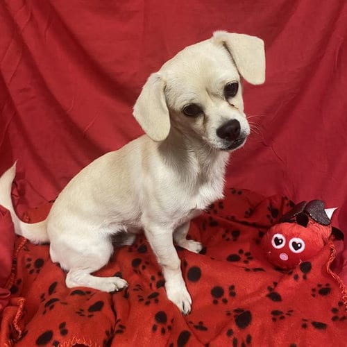 Photo of A614864, adoptable Chihuahua in Modesto, California