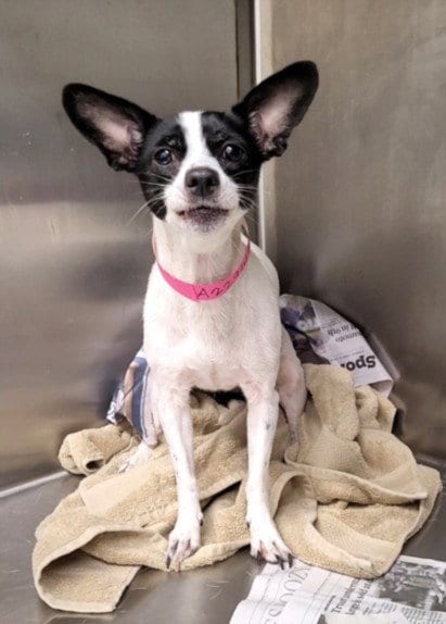 Photo of Paprika, adoptable Chihuahua in Los Angeles, California