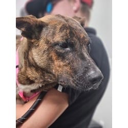 Photo of Cheesecake, adoptable Mixed Breed (Medium) in Georgetown, Delaware