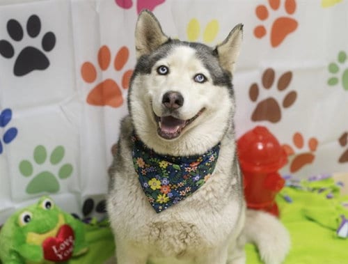 Photo of Tink Tink, adoptable Siberian Husky in Placerville, California