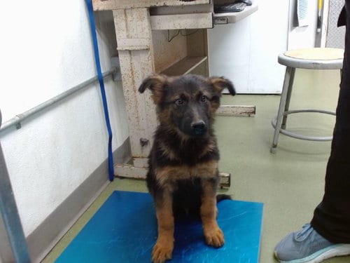 Photo of Walker, adoptable German Shepherd Dog in San Bernardino, California