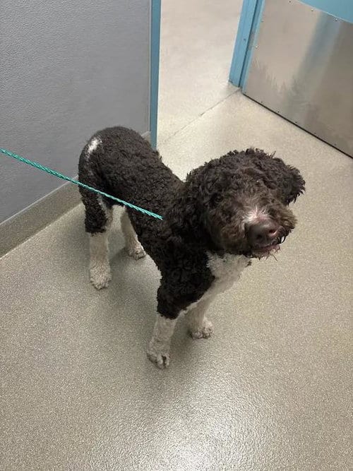 Photo of Oak, adoptable Poodle (Standard) in Las Vegas, Nevada