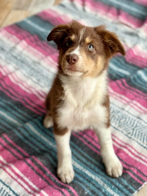 Photo of Emma Stone, adoptable Australian Shepherd in Paso Robles, California