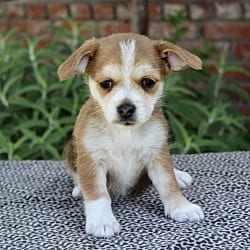 Photo of Junebug, adoptable Terrier (Unknown Type, Small) Lhasa Apso in Valley Glen, California