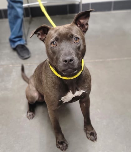 Photo of Thalia, adoptable dog in Farmington, New Mexico