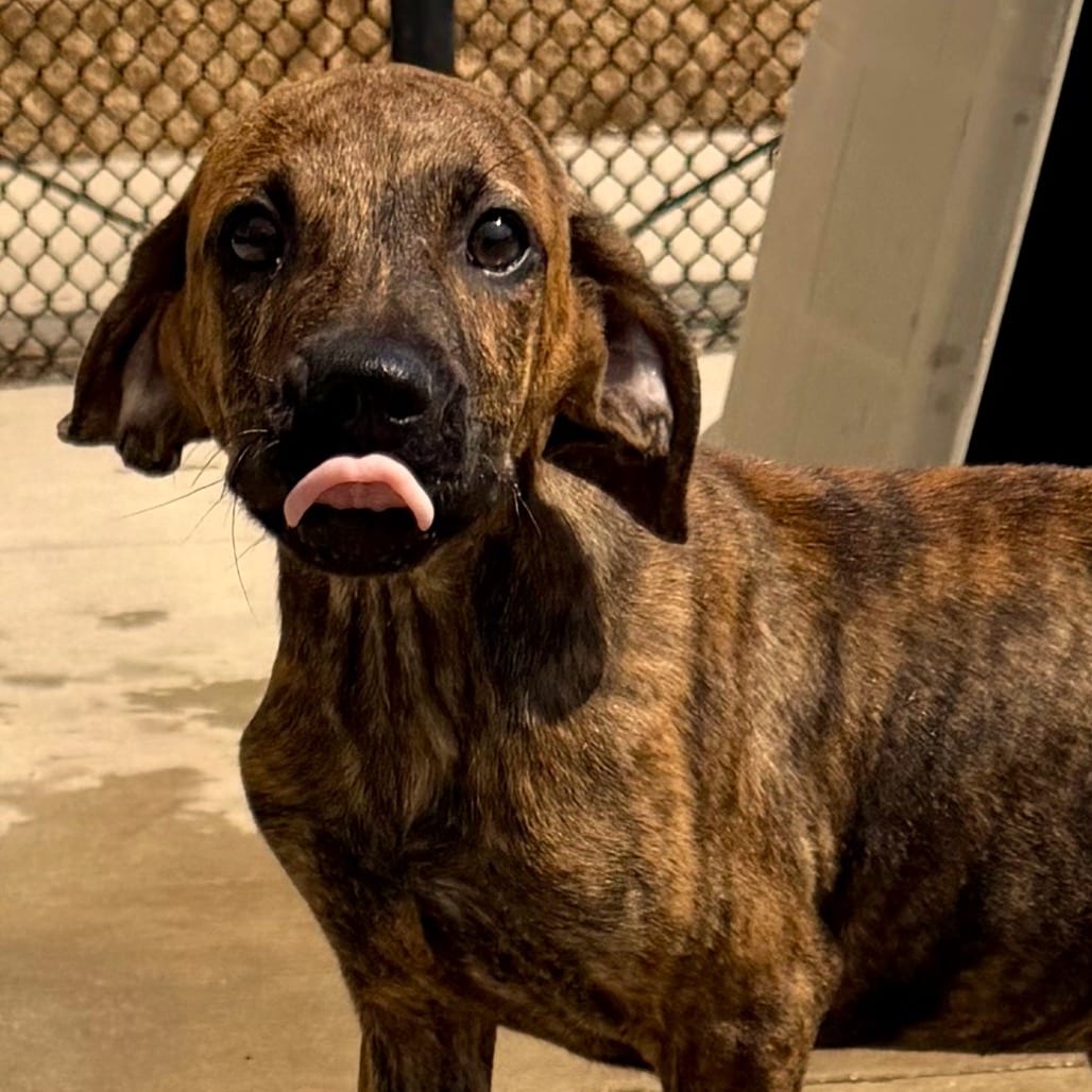 Photo of Bo, adoptable Hound in Bend, Oregon