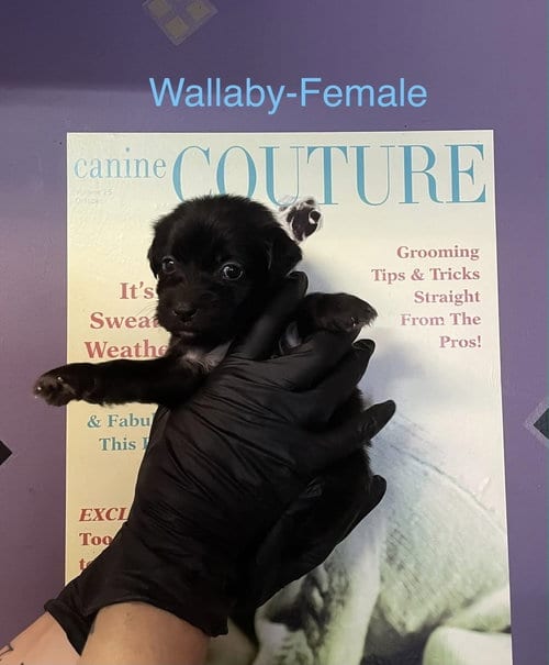 Photo of Wallaby, adoptable Shih Tzu in Evansville, Indiana