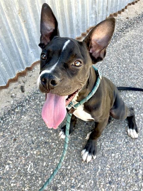Photo of Stevie, adoptable Pit Bull Terrier in Albuquerque, New Mexico