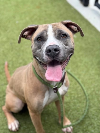 Photo of Goobie Loobie, adoptable dog in Atlanta, Georgia
