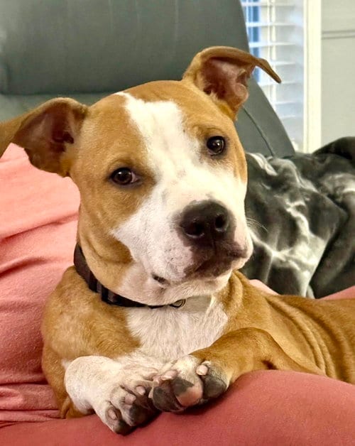 Photo of Dash, adoptable Pit Bull Terrier in Wesley Chapel, South Carolina
