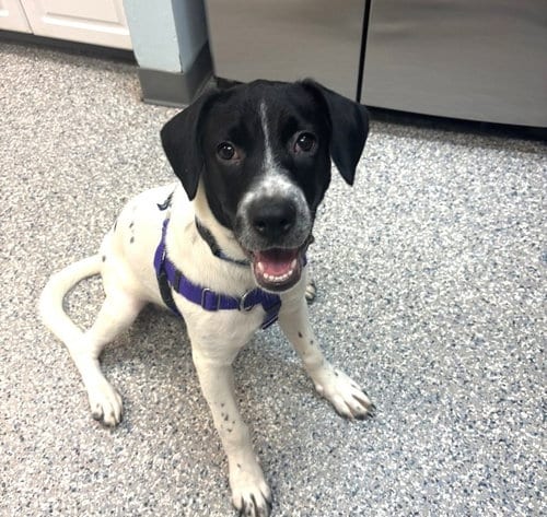 Photo of Broadway, adoptable English Pointer in Sayreville, NJ, New Jersey