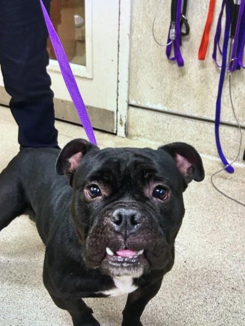 Photo of Apollo, adoptable French Bulldog in Riverside, California