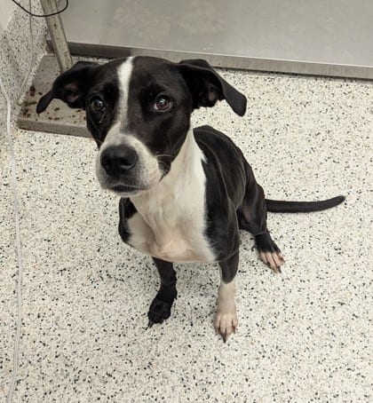 Photo of Tinka, adoptable dog in Atlanta, Georgia