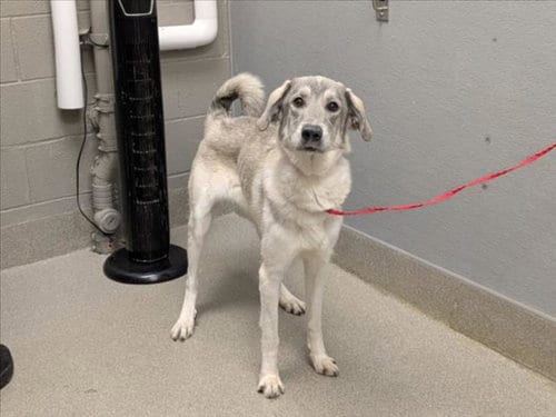 Photo of Cecelia, adoptable Great Pyrenees in Las Vegas, Nevada