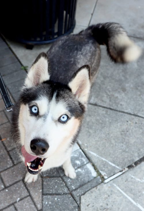 Photo of Emma, adoptable Siberian Husky in Roswell, Georgia