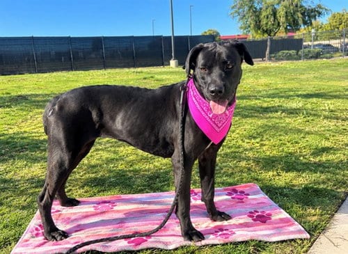 Photo of Velvet, adoptable Mastiff in Orange, California