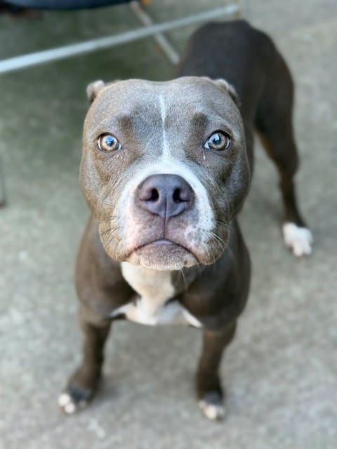Photo of Hawaii, adoptable American Pit Bull Terrier in Chicago, Illinois