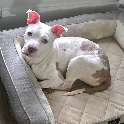 Photo of Priscilla"Prissy", adoptable Terrier, Pit Bull / Mix in Weatherford, Texas