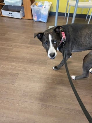 Photo of Storm, adoptable dog in Atlanta, Georgia