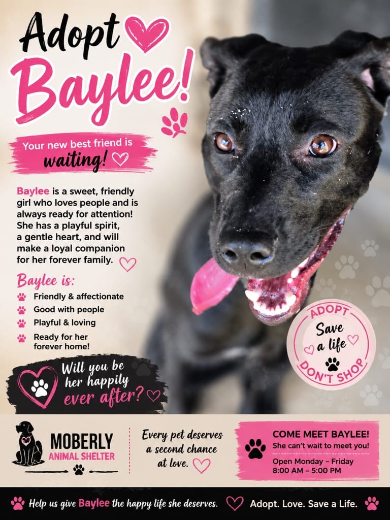 Photo of Baylee, adoptable Labrador Retriever in Moberly, Missouri