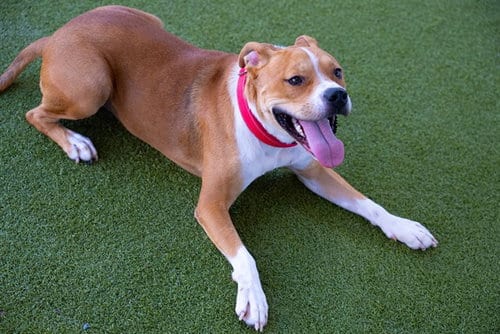 Photo of Bear, adoptable American Staffordshire Terrier in Waco, Texas